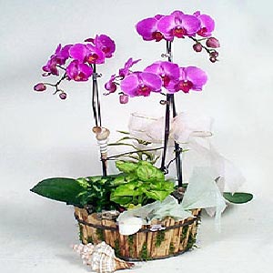 蝴蝶飞