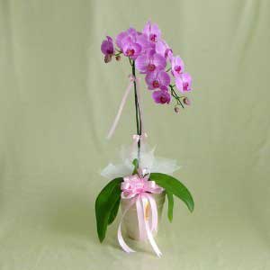 Phalaenopsis