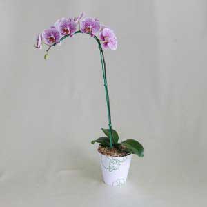 Leopard Phalaenopsis