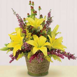 Yellow Asiatic Lilies