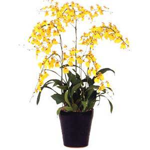 Dancing Orchid