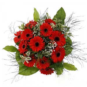 Red gerbera