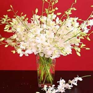 White cattleyas