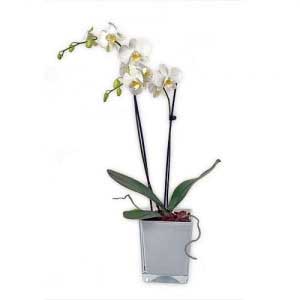 White Phalaenopsis