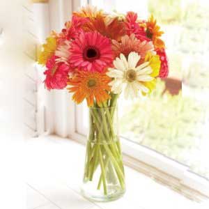 Gerbera banquet