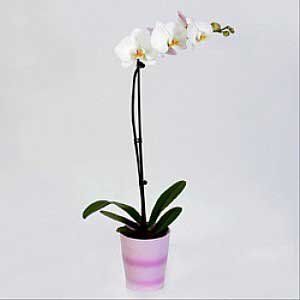 White Phalaenopsis Orchid