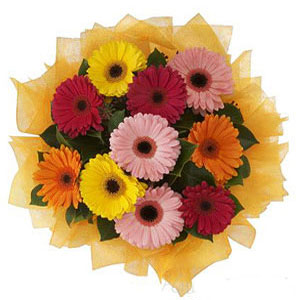 Gerbera banquet