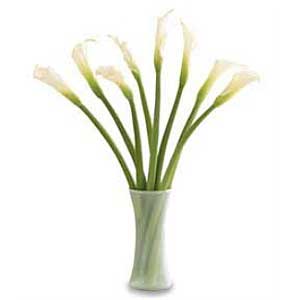 Calla lily