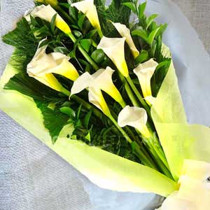 Calla lily