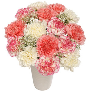 Carnation love