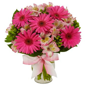 Pink geberas