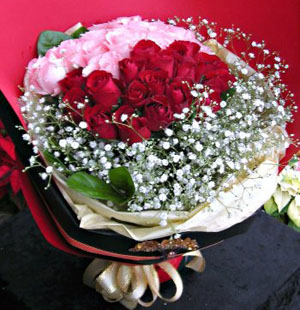 Pink and Red Roses