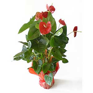 Anthurium