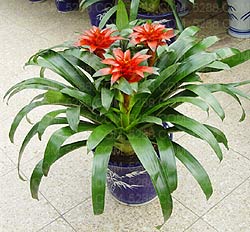 Bromeliad