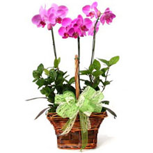 3 phalaenopsis orchids