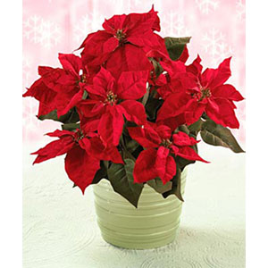 Red Poinsettia ( Xmas Plant )