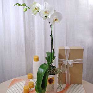 Phalaenopsis Orchid C