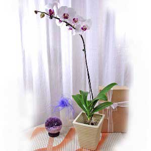 Phalaenopsis Orchid B