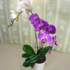 2-colored Phalaenopsis