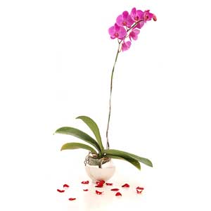 Phalaenopsis orchids A