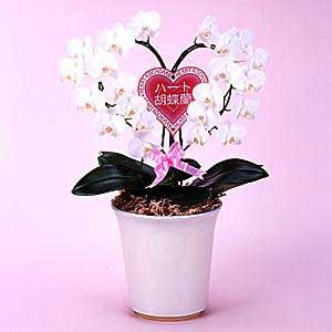 Heart phalaenopsis