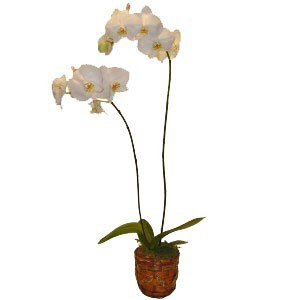 White Phaleanopsis Orchid