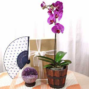 Phalaenopsis Orchid A